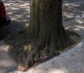 Many trees have outgrown their opening in the sidewalk.<br />August 3, 2012 - Lafayette Street, Brooklyn, New York.
