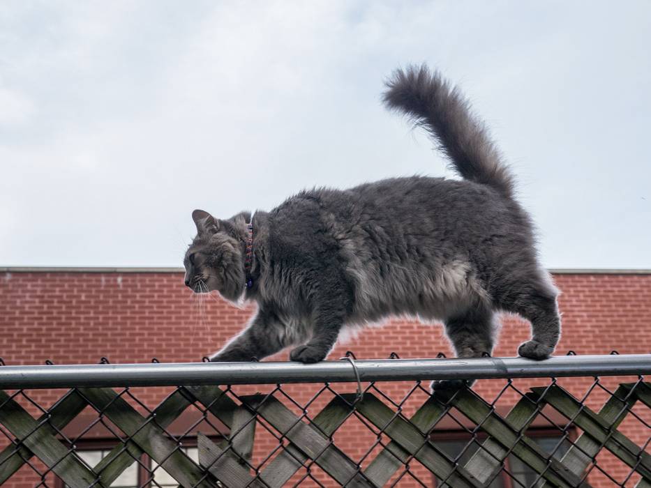 A neighborhood cat dropped by.<br />August 4, 2012 - At Julian and Gisela's in Brooklyn, New York.