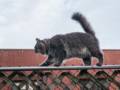 A neighborhood cat dropped by.<br />August 4, 2012 - At Julian and Gisela's in Brooklyn, New York.