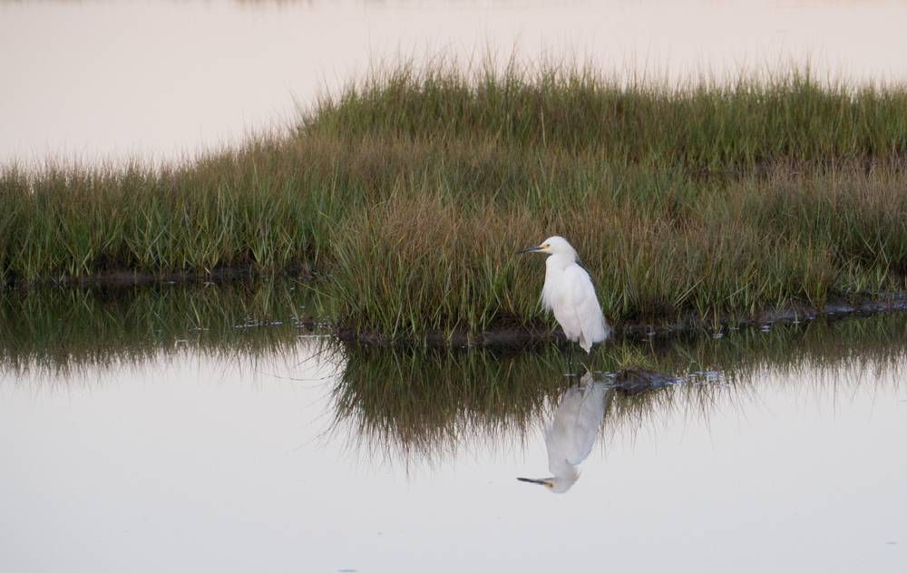 Egret at dawn.<br />August 22, 2012 - Parker River National Wildlife Refuge, Plum Island, Massachusetts.