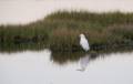Egret at dawn.<br />August 22, 2012 - Parker River National Wildlife Refuge, Plum Island, Massachusetts.