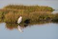 Egret at dawn.<br />August 22, 2012 - Parker River National Wildlife Refuge, Plum Island, Massachusetts.