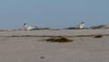 Least terns.<br />August 22, 2012 - Sandy Point State Reservation, Plum Island, Massachusetts.