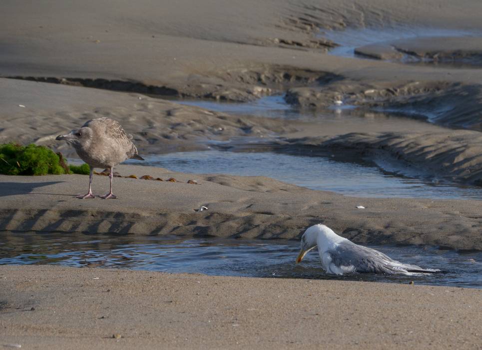 A seagul taking a bath while a young one looks on.<br />August 22, 2012 - Sandy Point State Reservation, Plum Island, Massachusetts.