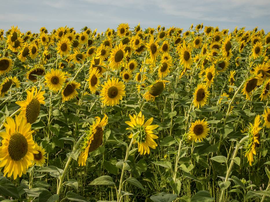 August 24, 2012 - Colby Farm, Newburyport, Massachusetts.