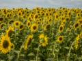 August 24, 2012 - Colby Farm, Newburyport, Massachusetts.