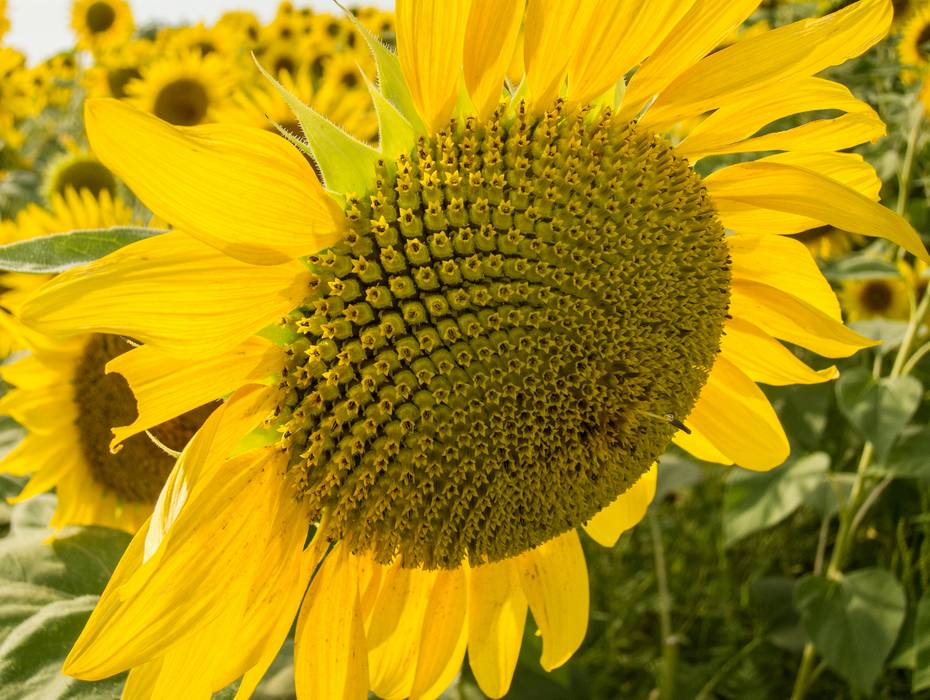 August 24, 2012 - Colby Farm, Newburyport, Massachusetts.