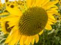 August 24, 2012 - Colby Farm, Newburyport, Massachusetts.