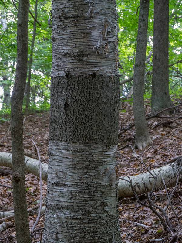 What gives with the bark?<br />Sept. 3, 2012 - Maudslay State Park, Newburyport, Massachusetts.