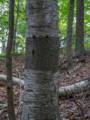 What gives with the bark?<br />Sept. 3, 2012 - Maudslay State Park, Newburyport, Massachusetts.