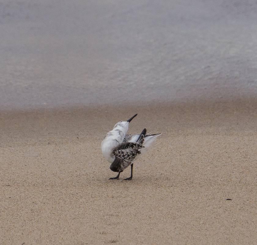 Sanderling doing some sort of a dance?<br />Sept. 10, 2012 - Parker River National Wildlife Refuge, Plum Island, Massachusetts.