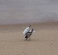 Sanderling doing some sort of a dance?<br />Sept. 10, 2012 - Parker River National Wildlife Refuge, Plum Island, Massachusetts.