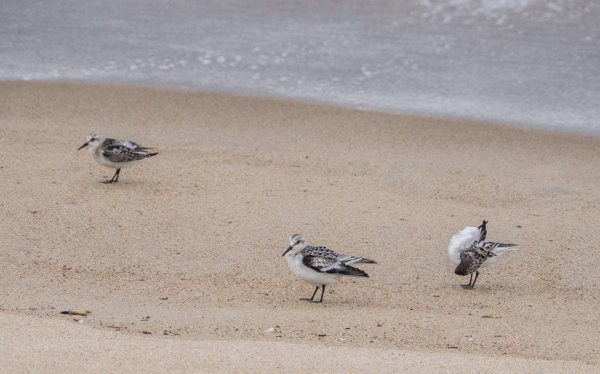 Sanderlings.<br />Sept. 10, 2012 - Parker River National Wildlife Refuge, Plum Island, Massachusetts.