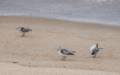 Sanderlings.<br />Sept. 10, 2012 - Parker River National Wildlife Refuge, Plum Island, Massachusetts.