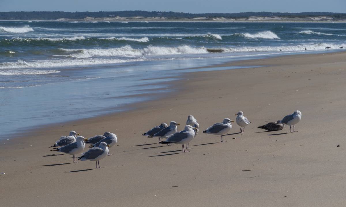 Sept. 16, 2012 - Parker River National Wildlife Refuge, Plum Island, Massachusetts.