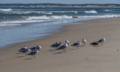 Sept. 16, 2012 - Parker River National Wildlife Refuge, Plum Island, Massachusetts.