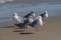 Sept. 16, 2012 - Parker River National Wildlife Refuge, Plum Island, Massachusetts.