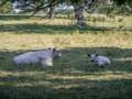 Sept. 17, 2012 - Appleton Farms, Ipswich, Massachusetts.