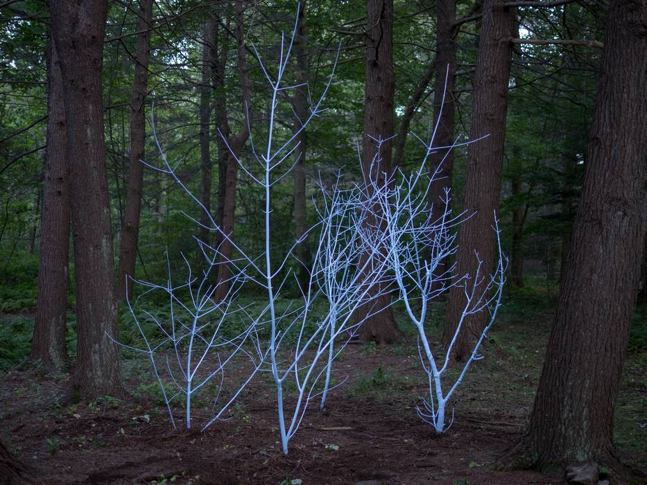 Caroline Bagenal: 'Sky Trees'.<br />Outdoor Sculpture at Maudslay.<br />Sept. 8, 2012 - Maudslay State Park, Newburyport, Massachusetts.
