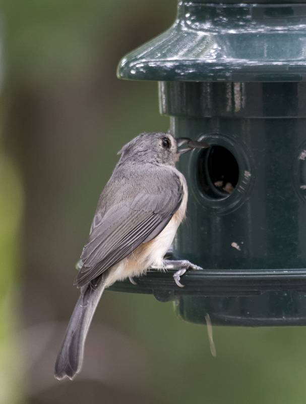 Tufted titmouse at our bird feeder.<br />Test shot with new Panasonic 100-300 mm lens.<br />October 2, 2012 - Merrimac, Massachusetts.