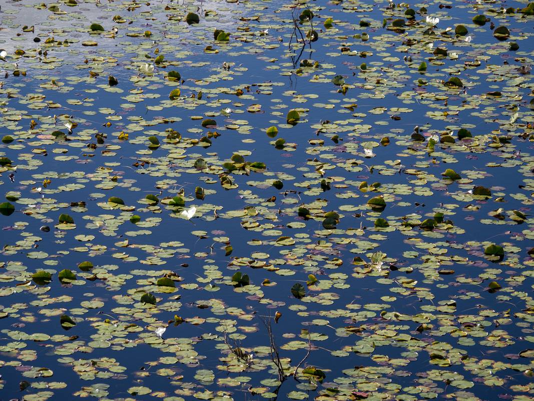 October 11. 2012 - Ipswich River Wildlife Sanctuary, Topsfield, Massachusetts.