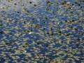 October 11. 2012 - Ipswich River Wildlife Sanctuary, Topsfield, Massachusetts.