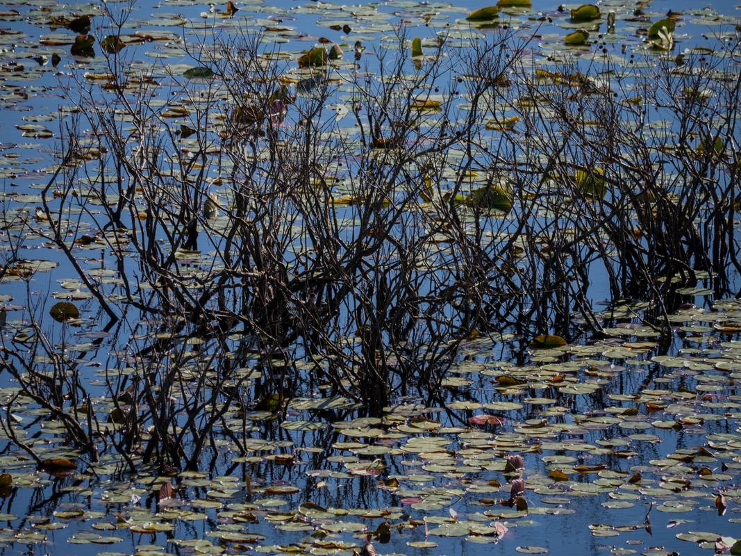 October 11. 2012 - Ipswich River Wildlife Sanctuary, Topsfield, Massachusetts.