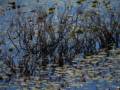October 11. 2012 - Ipswich River Wildlife Sanctuary, Topsfield, Massachusetts.