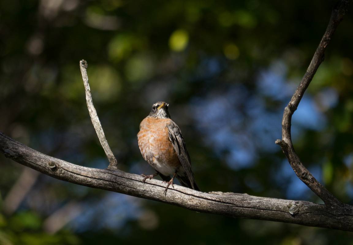 Robin.<br />October 11. 2012 - Ipswich River Wildlife Sanctuary, Topsfield, Massachusetts.