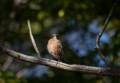 Robin.<br />October 11. 2012 - Ipswich River Wildlife Sanctuary, Topsfield, Massachusetts.