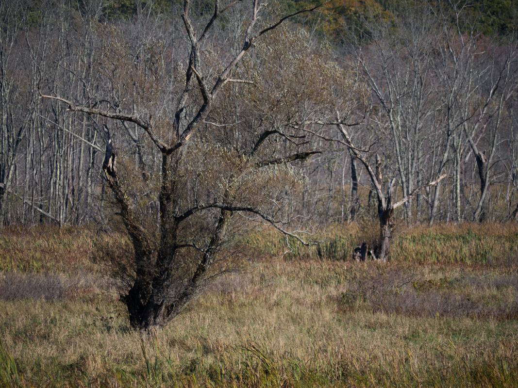 October 11. 2012 - Ipswich River Wildlife Sanctuary, Topsfield, Massachusetts.