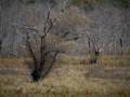 October 11. 2012 - Ipswich River Wildlife Sanctuary, Topsfield, Massachusetts.