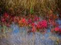 Along the Little River.<br />Oct. 17, 2012 - Old Town Hill (Trustees of Reservations), Newbury, Massachusetts.