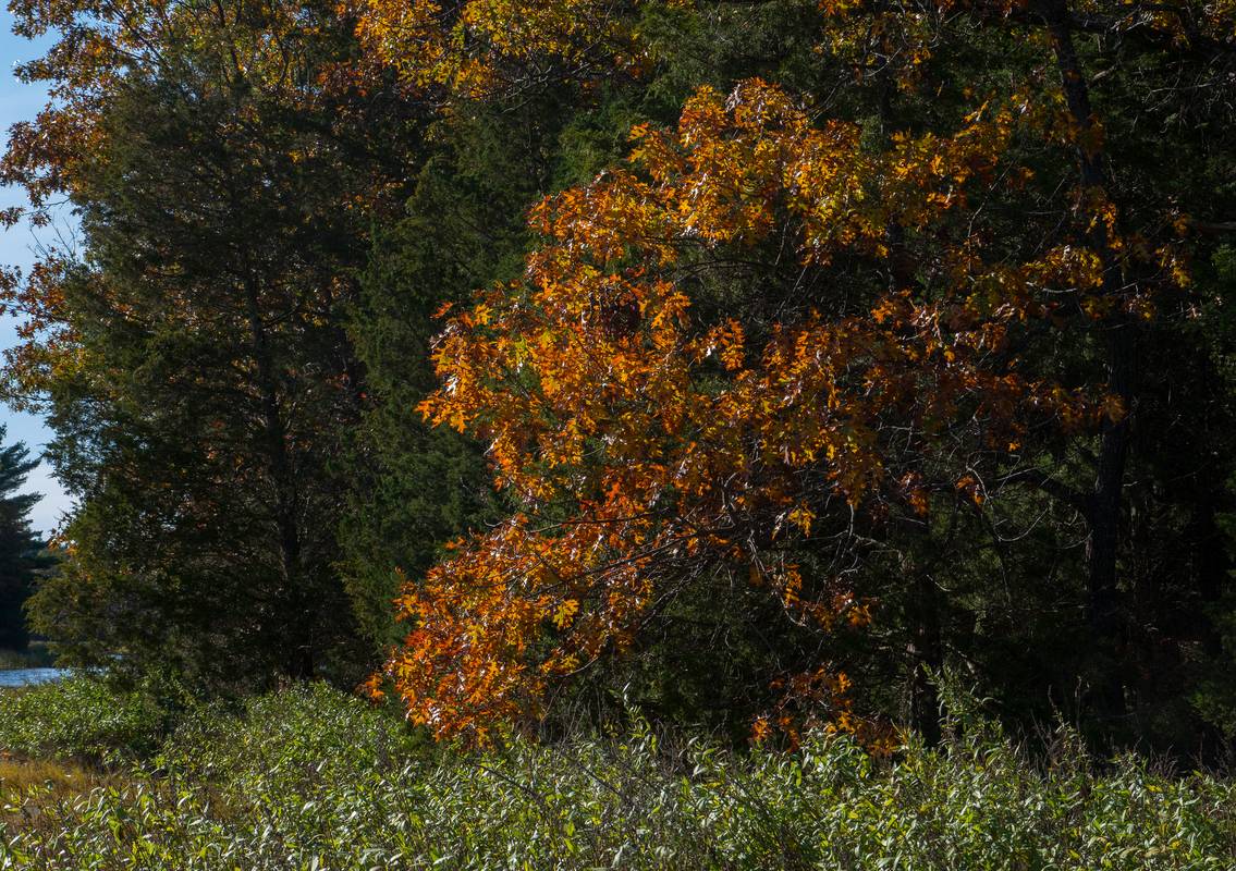 Along the Little River.<br />Oct. 17, 2012 - Old Town Hill (Trustees of Reservations), Newbury, Massachusetts.