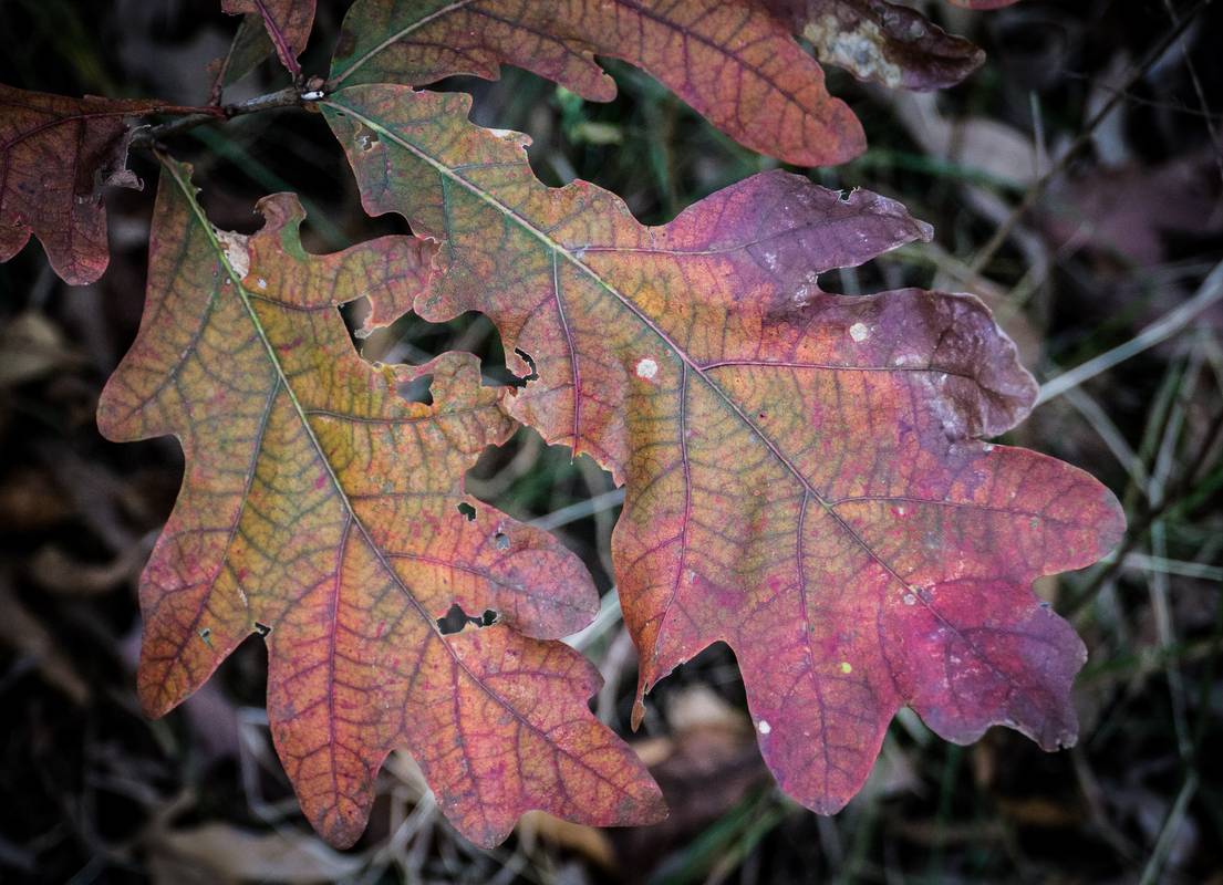 Oct. 17, 2012 - Old Town Hill (Trustees of Reservations), Newbury, Massachusetts.