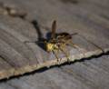 At Pines Trail lookout platform.<br />Oct. 18, 2012 - Parker River National Wildlife Refuge, Plum Island, Massachusetts.