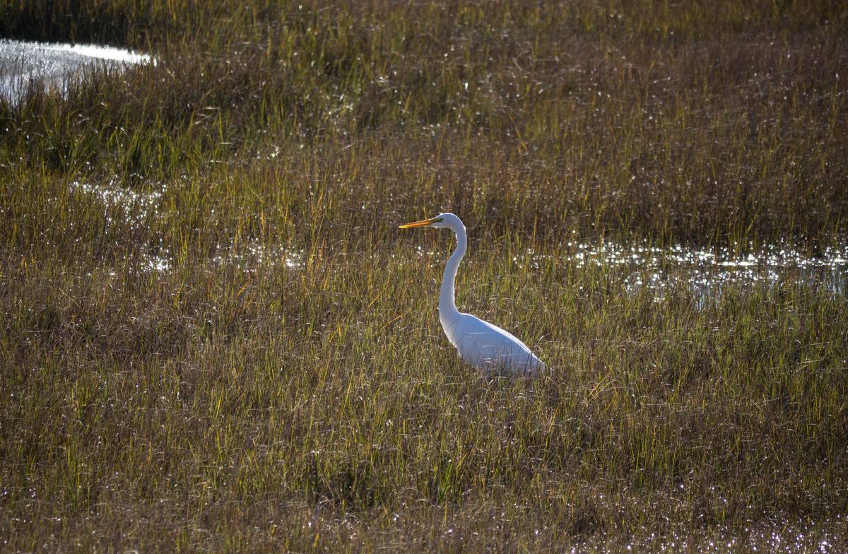 At Pines Trail lookout platform.<br />Oct. 18, 2012 - Parker River National Wildlife Refuge, Plum Island, Massachusetts.