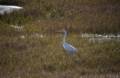 At Pines Trail lookout platform.<br />Oct. 18, 2012 - Parker River National Wildlife Refuge, Plum Island, Massachusetts.