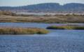 At Stage Island overlook.<br />Oct. 18, 2012 - Parker River National Wildlife Refuge, Plum Island, Massachusetts.
