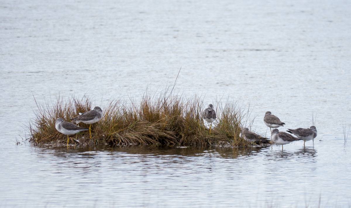 Nap time for some yellowlegs.<br />Oct. 20, 2012 - Parker River National Wildlife Refuge, Plum Island, Massachusetts.