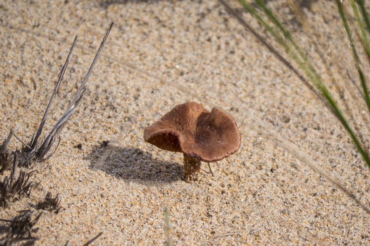 Oct. 20, 2012 - Parker River National Wildlife Refuge, Plum Island, Massachusetts.