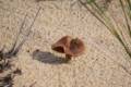 Oct. 20, 2012 - Parker River National Wildlife Refuge, Plum Island, Massachusetts.