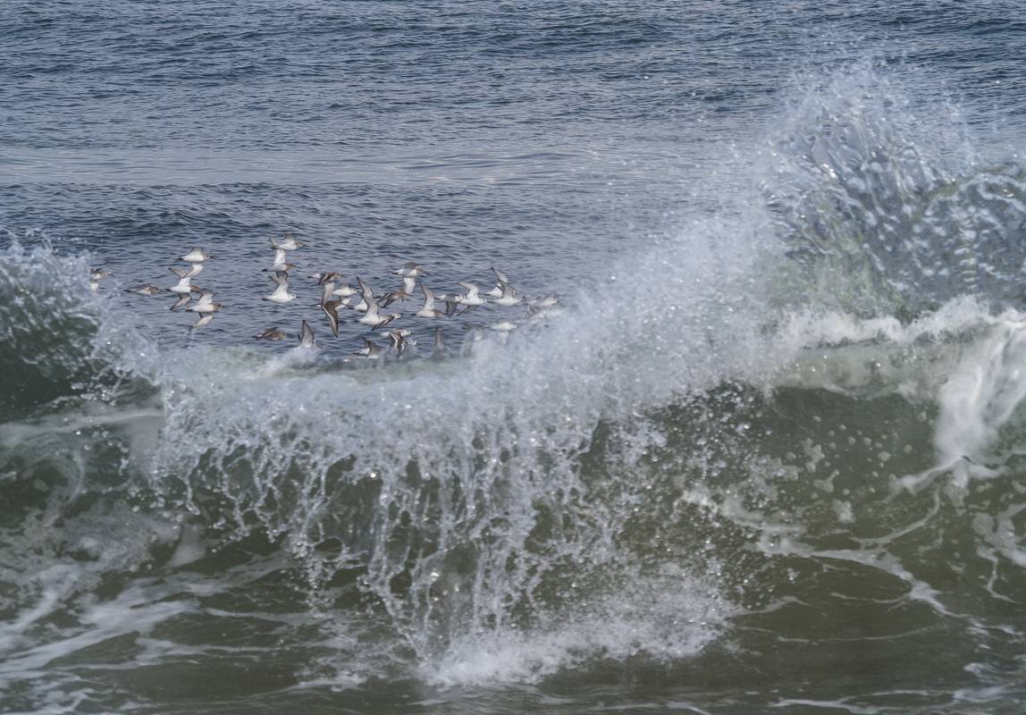 Oct. 20, 2012 - Parker River National Wildlife Refuge, Plum Island, Massachusetts.