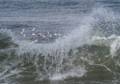 Oct. 20, 2012 - Parker River National Wildlife Refuge, Plum Island, Massachusetts.