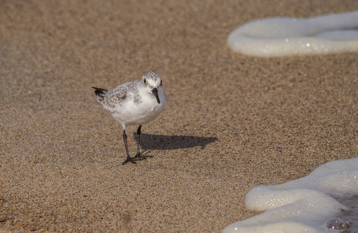 Sanderling?<br />Oct. 20, 2012 - Parker River National Wildlife Refuge, Plum Island, Massachusetts.