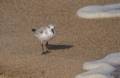 Sanderling?<br />Oct. 20, 2012 - Parker River National Wildlife Refuge, Plum Island, Massachusetts.