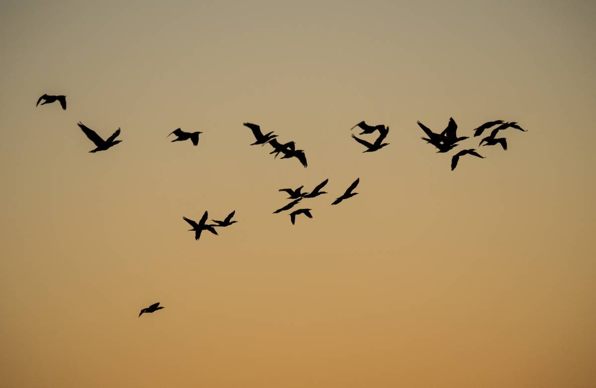 At sunrise off parking lot # 3.<br />Oct. 22, 2012 - Parker River National Wildlife Refuge, Plum Island, Massachusetts.