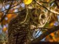 Barred owl at Pines Trail.<br />Oct. 22, 2012 - Parker River National Wildlife Refuge, Plum Island, Massachusetts.