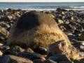 The rock in early morning light.<br />Oct. 22, 2012 - Sandy Point State Reservation, Plum Island, Massachusetts.