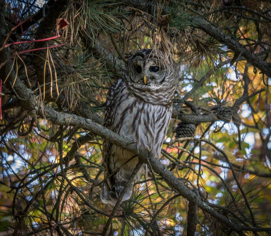 Barred owl at Pines Trail.<br />Oct. 22, 2012 - Parker River National Wildlife Refuge, Plum Island, Massachusetts.